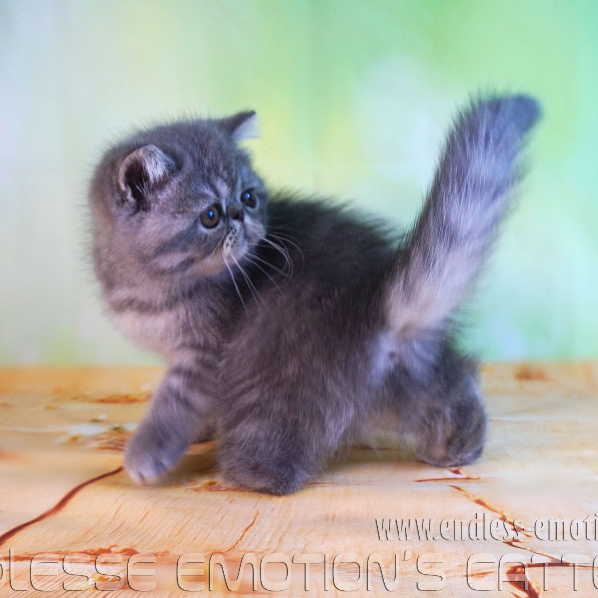 exotic shorthair blue mackerel tabby girl , 2017