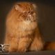 Chatterie Endless Emotion's - persan red tabby