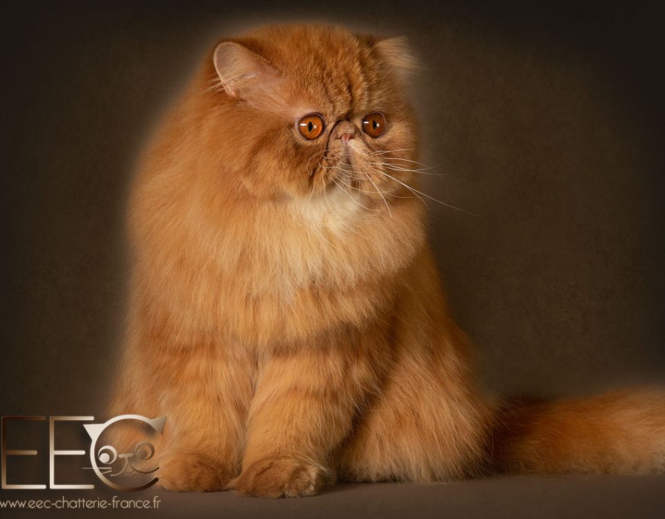 Chatterie Endless Emotion's - persan red tabby