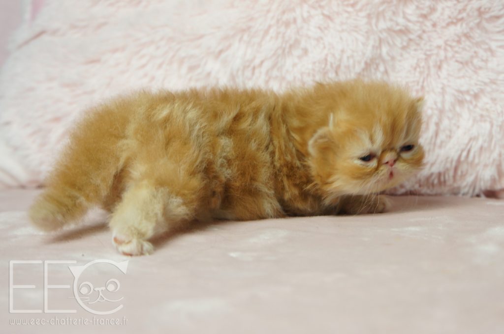 Disponible Chaton Male Persan Red Blotched Tabby