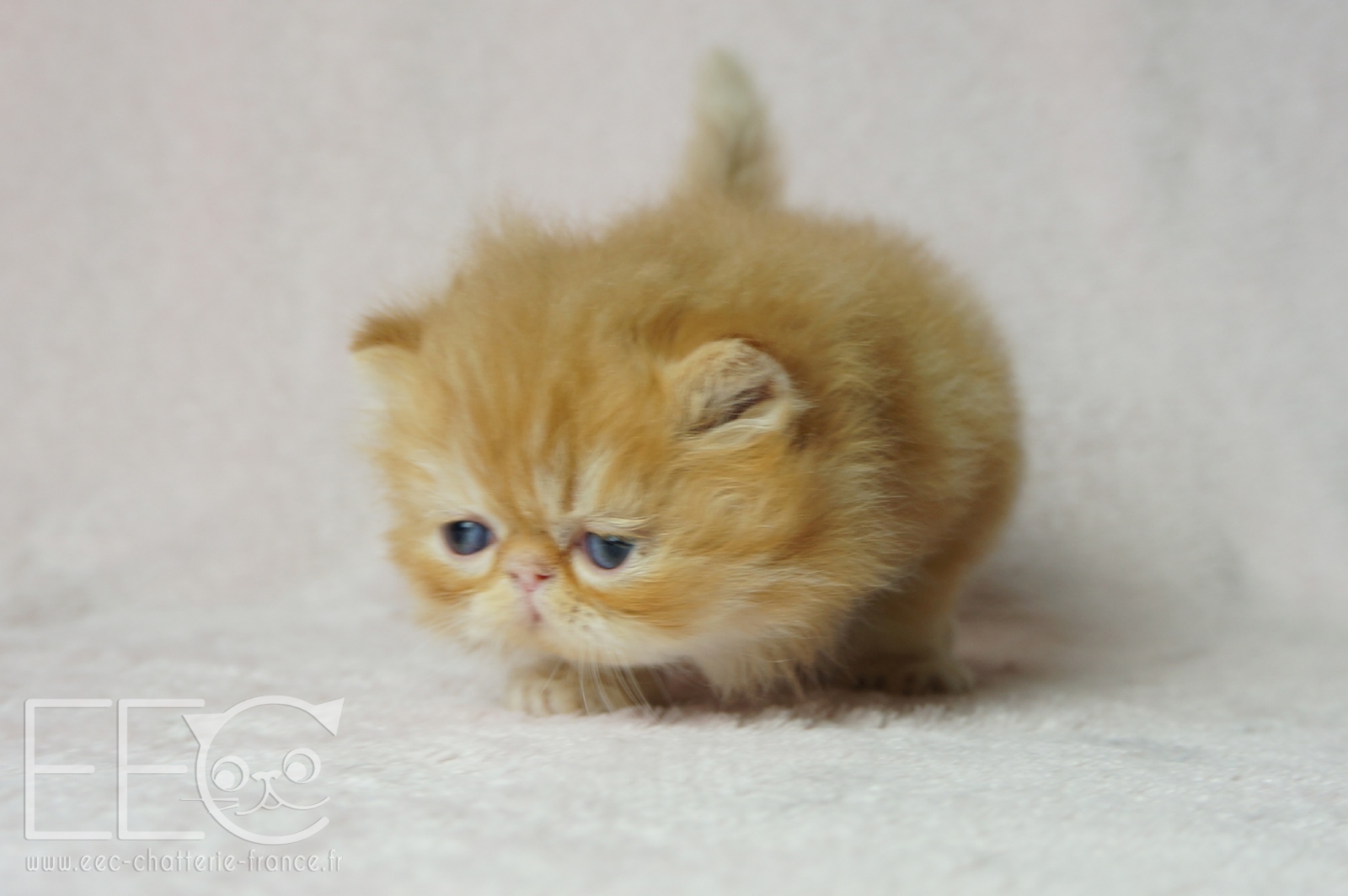 Disponible Chaton Male Persan Red Blotched Tabby