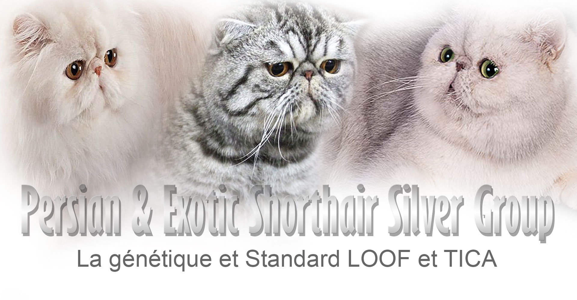 La Genetique Du Chat Silver Silver Shaded Silver Shell Smoke Eec Endless Emotion S Cattery Chatterie D Exotic Shorthair Et Persan France