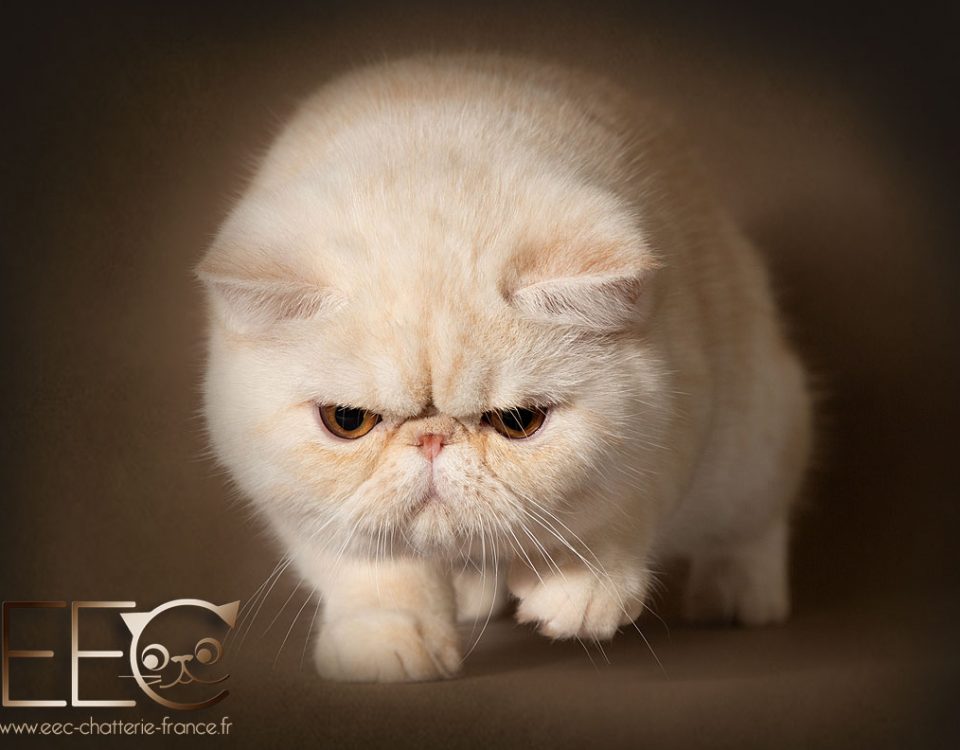 Endless Emotion's Ourson Polaire, exotic shorthair red silver shaded