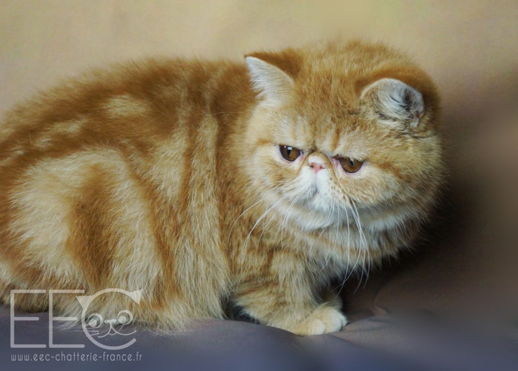 Endless Emotion S Pom Pom Girl Exotic Shorthair Red Blotched Tabby