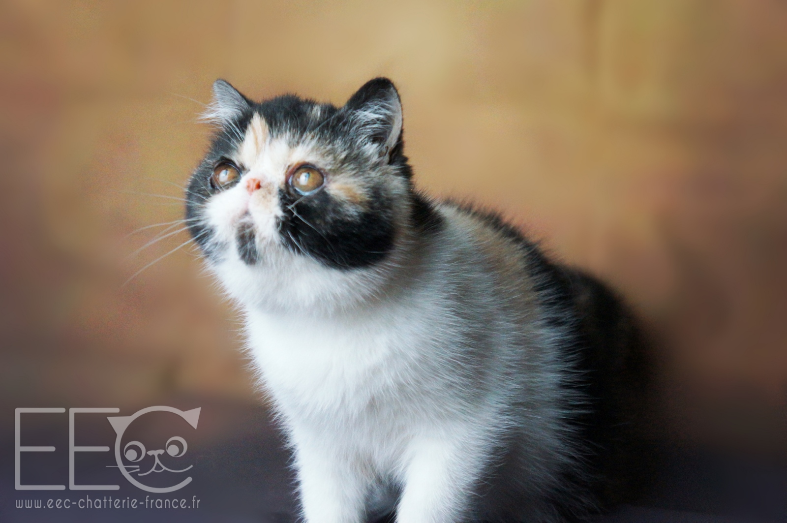 Endless Emotion S Paillette Exotic Shorthair Black Smoke Tortie Et Blanc