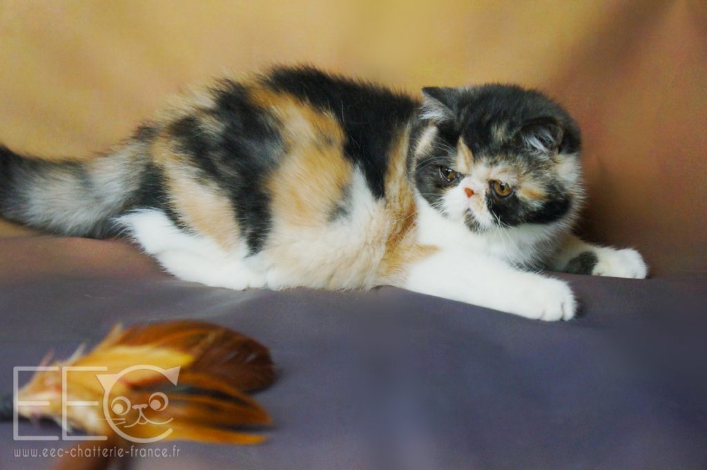 Endless Emotion S Paillette Exotic Shorthair Black Smoke Tortie Et Blanc