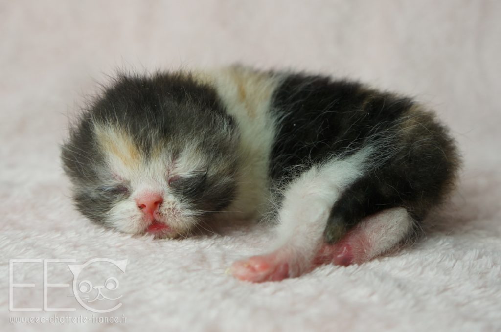 Endless Emotion S Paillette Exotic Shorthair Black Smoke Tortie Et Blanc