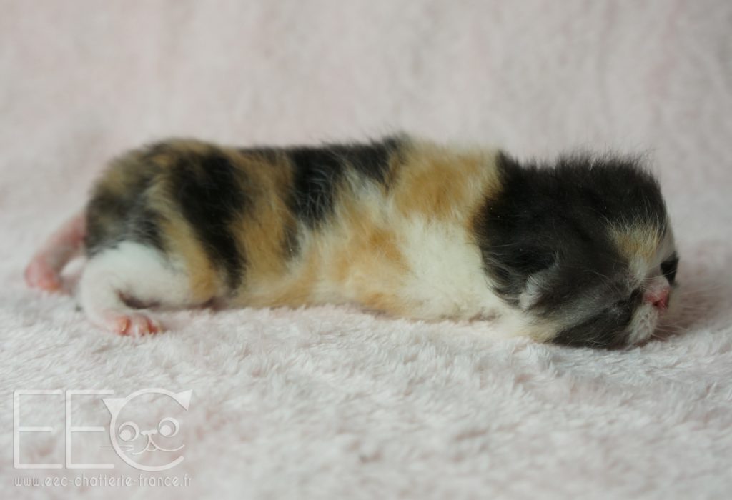 Endless Emotion S Paillette Exotic Shorthair Black Smoke Tortie Et Blanc