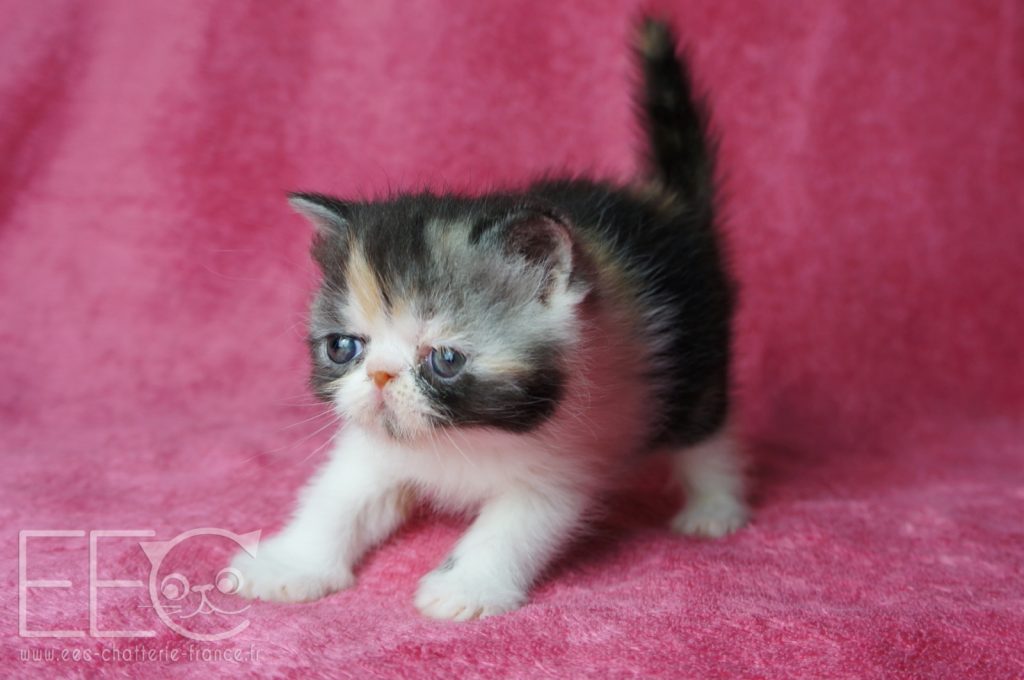 Endless Emotion S Paillette Exotic Shorthair Black Smoke Tortie Et Blanc