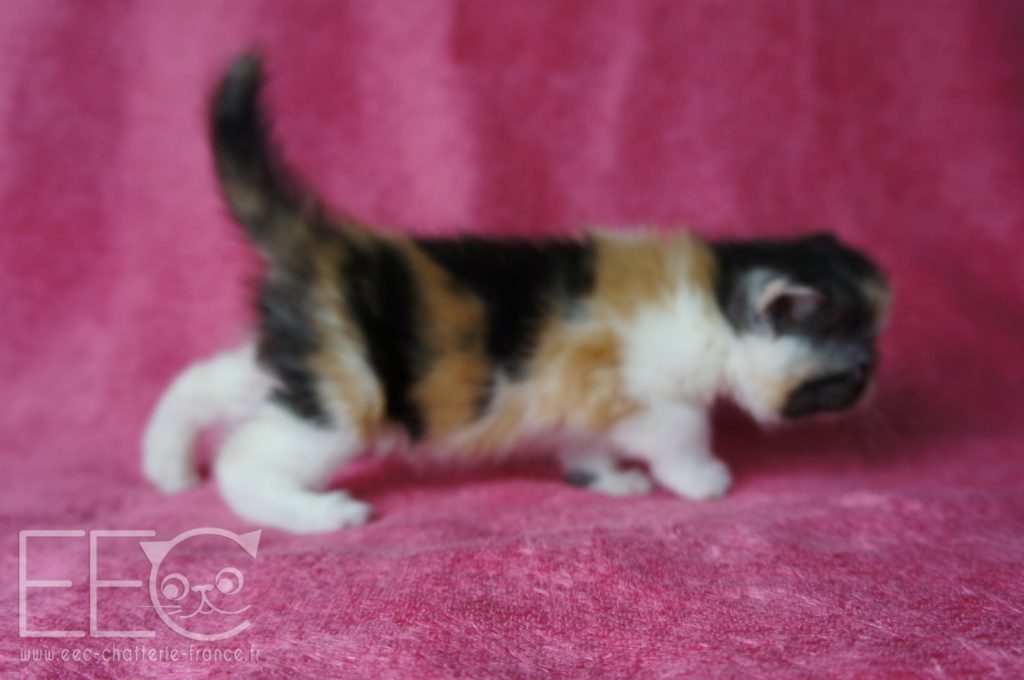 Endless Emotion S Paillette Exotic Shorthair Black Smoke Tortie Et Blanc