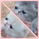 chatons nés dans la chatterie Endless Emotion's le 25 mars 2020