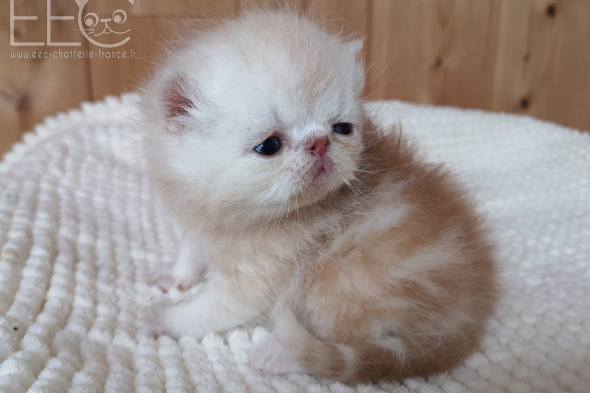 Endless Emotion's Roscoe, mâle exotic shorthair red silver ...