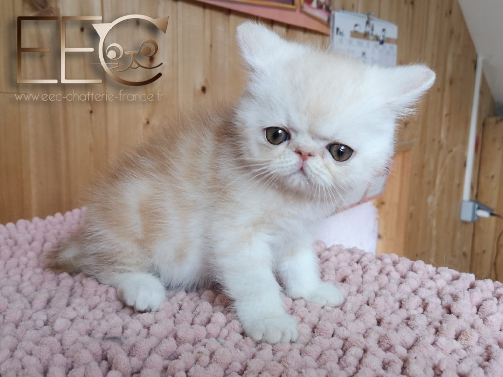 Endless Emotion S Roscoe Male Exotic Shorthair Red Silver Blotched Tabby