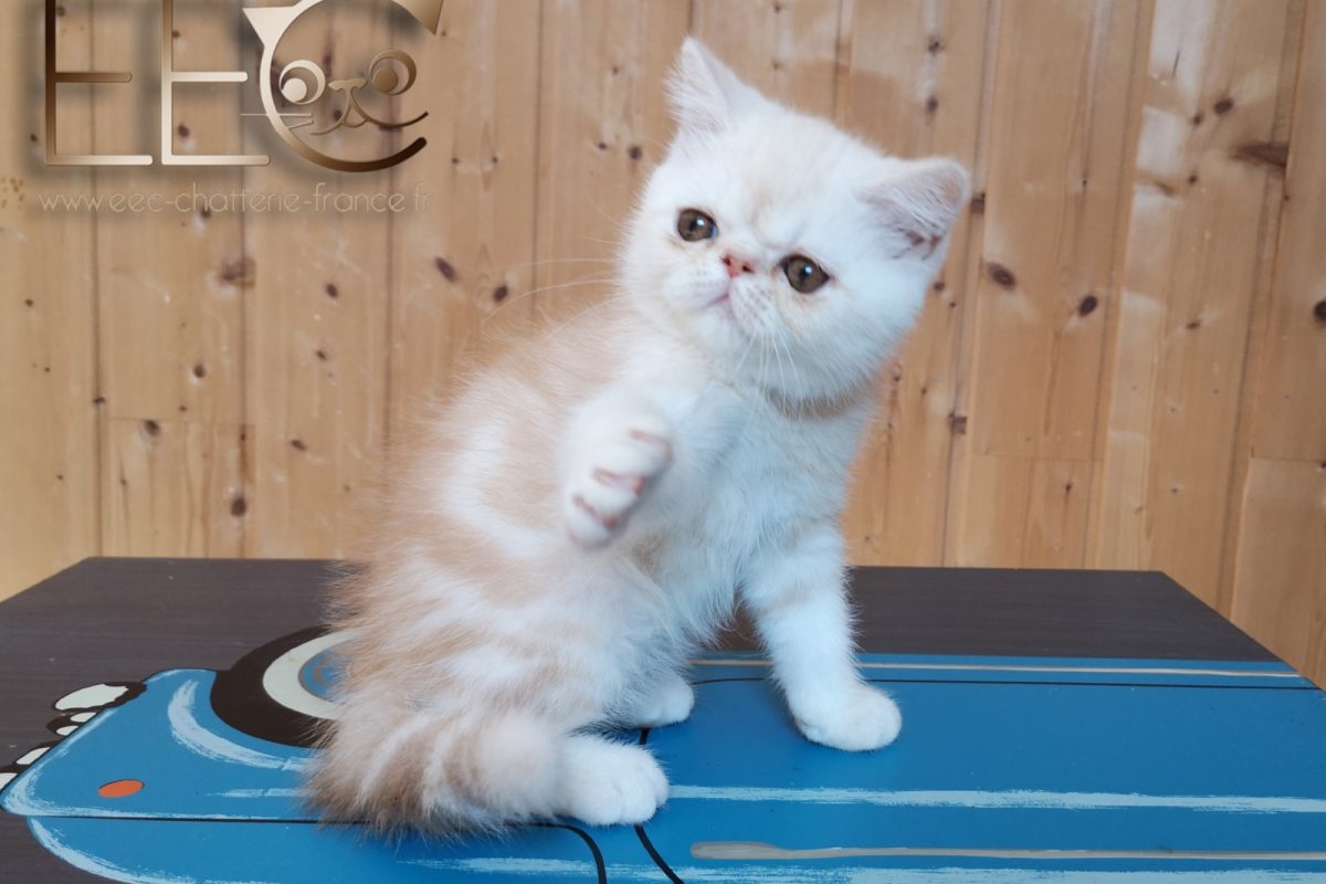 Endless Emotion's Roscoe, mâle exotic shorthair red silver ...