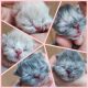 chatons nés dans la chatterie Endless Emotion's le 25 avril 2020