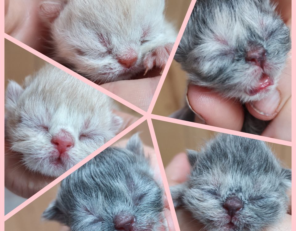 chatons nés dans la chatterie Endless Emotion's le 25 avril 2020