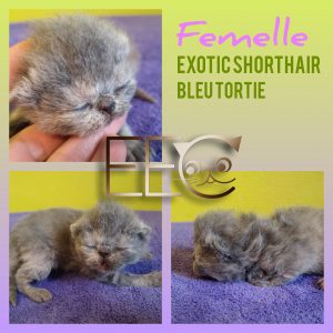 Chatterie Endless Emotion's - chaton exotic shorthair bleu tortie