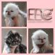 chatons nés dans la chatterie Endless Emotion's le 14 avril 2020