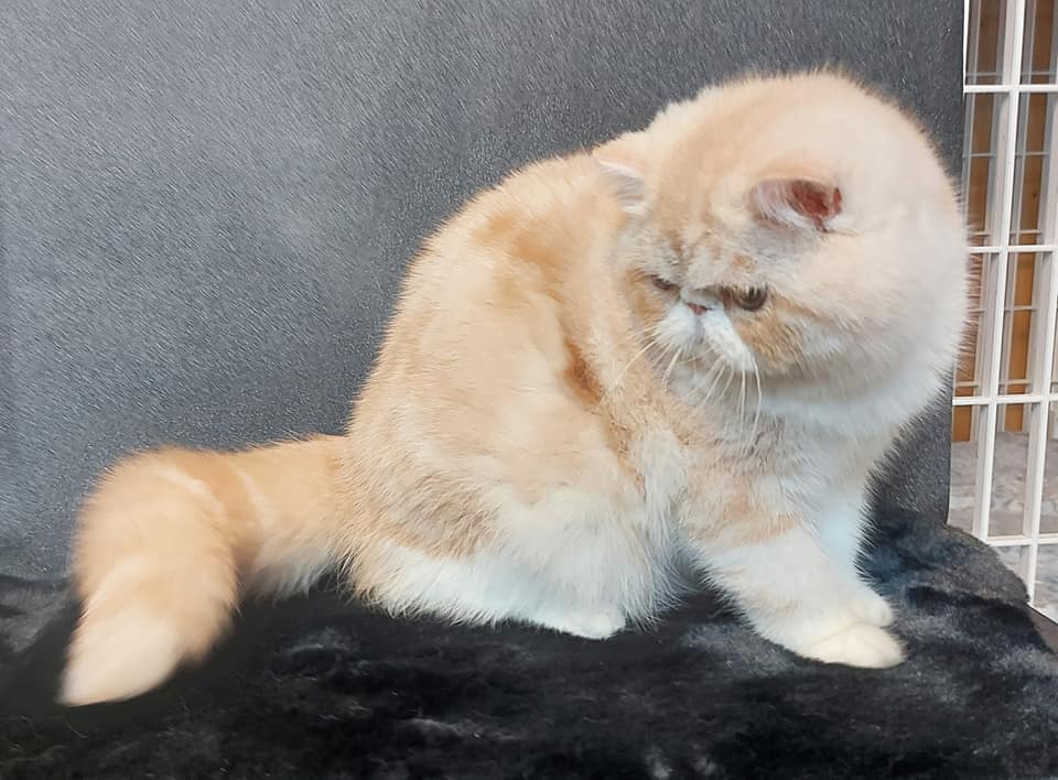 Endless Emotion S Sibelle Femelle Exotic Shorthair Black Silver Blotched Tabby