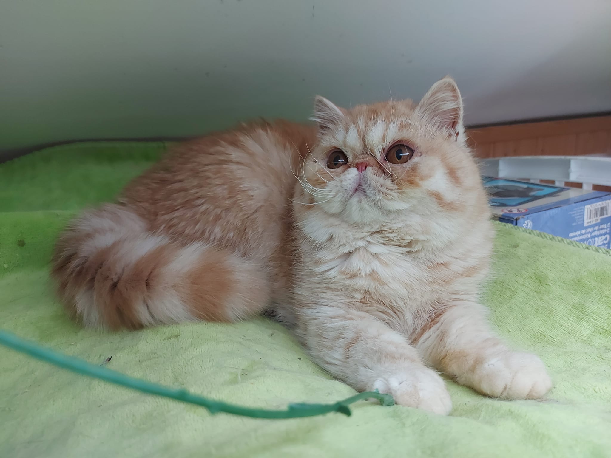 Exotic shorthair red fashion tabby