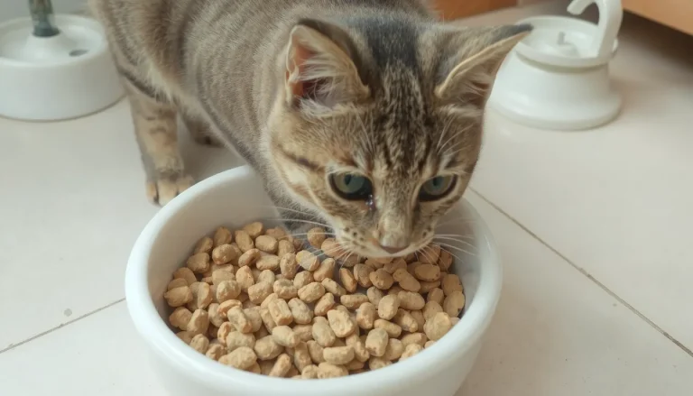 Les meilleures croquettes pour chat senior : guide complet et comparatif 2024